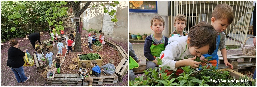 Lire la suite à propos de l’article Jardinage à l’école TPS-PS